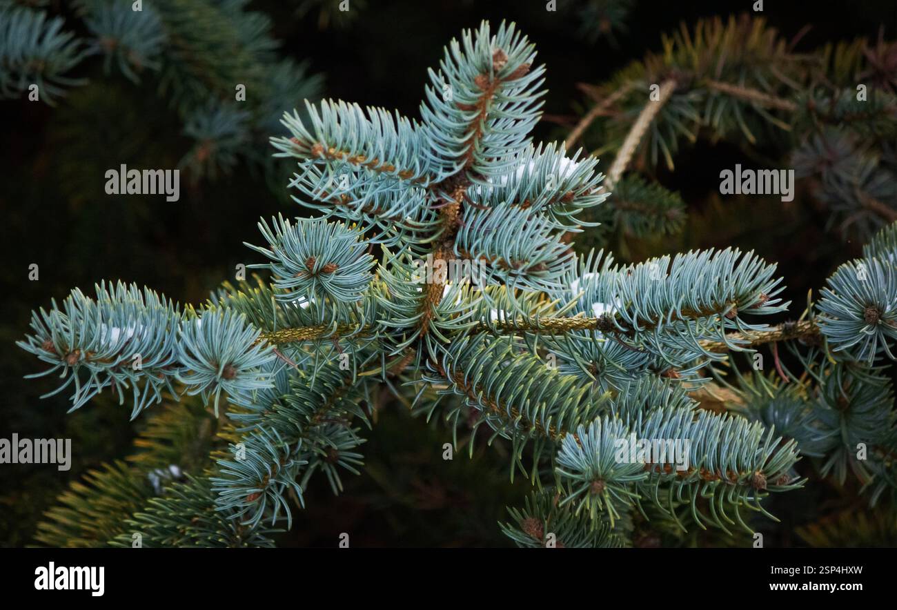 Dekorative blaue Fichte. Blaue Fichtennadeln Nahaufnahme. Die Textur. Natürlicher unscharfer Hintergrund. Stockfoto