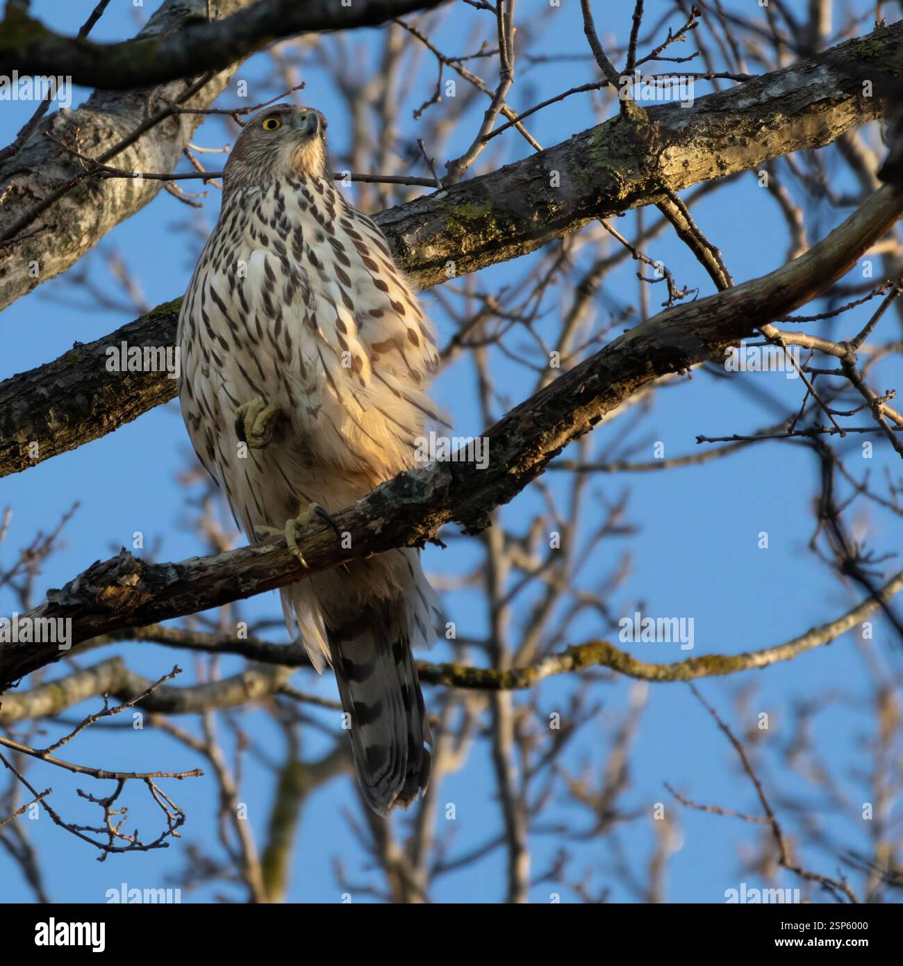 Im Winter sitzt der junge Nördliche Goshawk (Accipiter gentilis) auf einem Baumzweig. Stockfoto