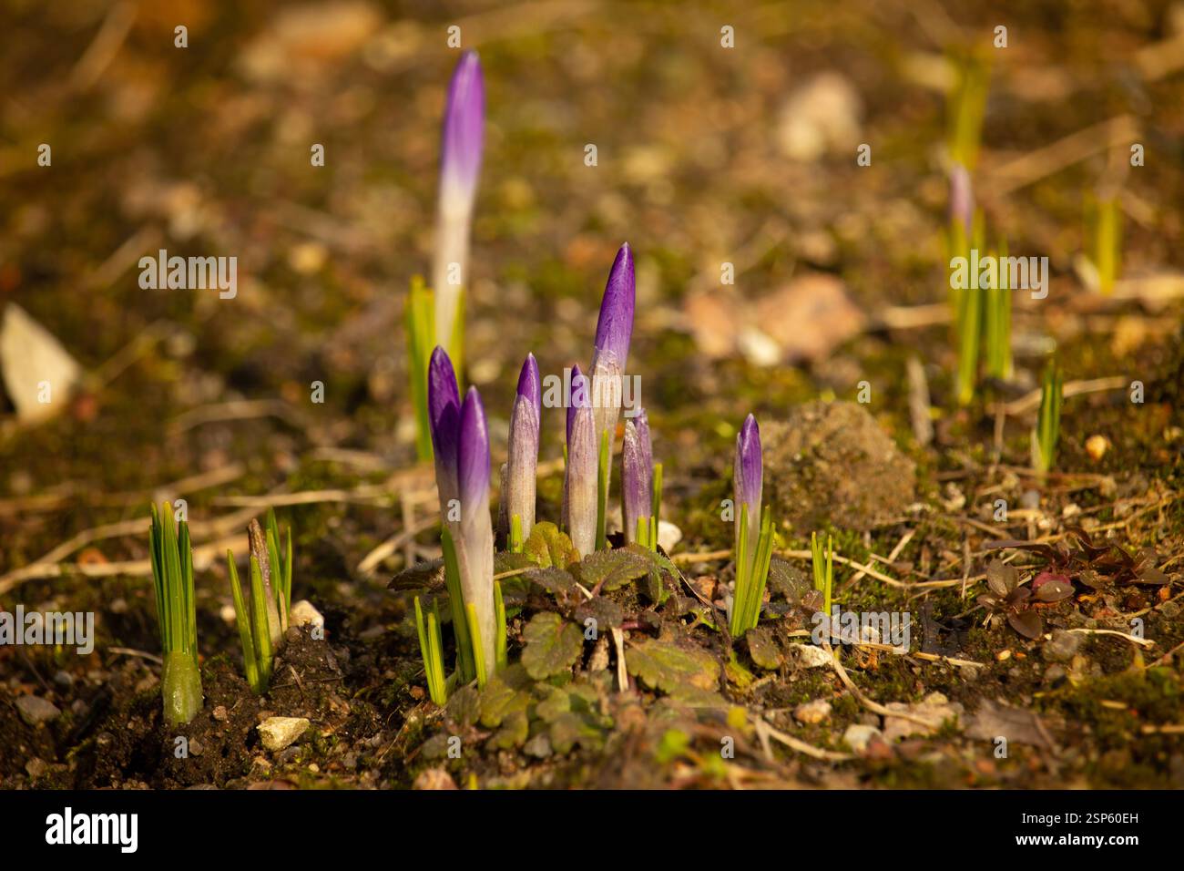 Krokus, Krokusse oder Plural croci ist eine Gattung von Blütenpflanzen in der iris Familie. Stockfoto