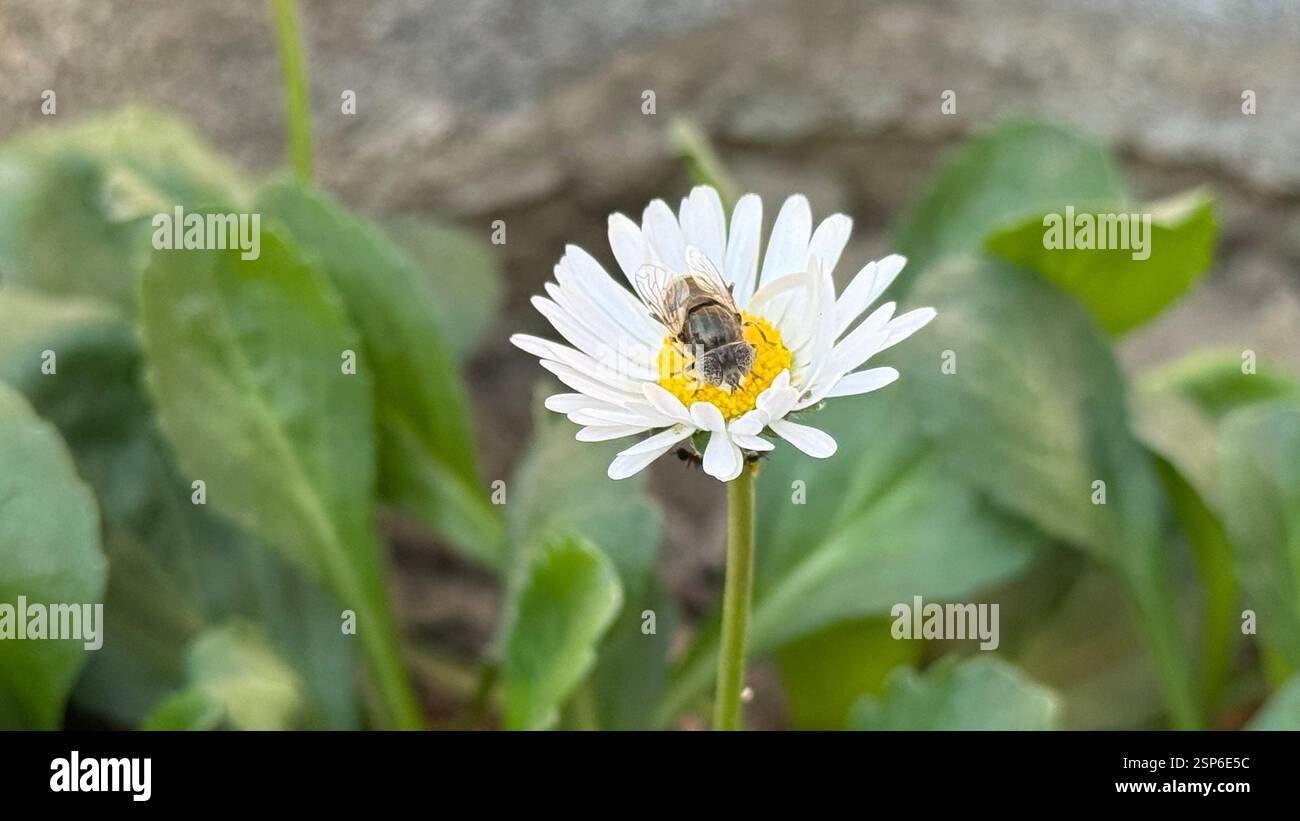 Nahaufnahme einer Biene, die Pollen auf einer weißen Gänseblümchenblume im Sonnenlicht sammelt, mit detaillierten Flügeln und Texturen, die Bestäubung und Natur symbolisieren. Stockfoto