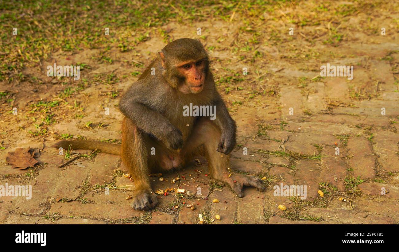 Indochinesischer Rhesusmakak sitzt im Boden und isst Erdnüsse Stockfoto