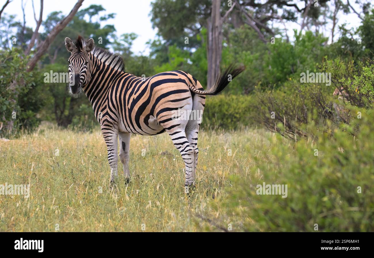 Wunderschönes junges Zebra zwischen Bäumen in der Savanne. Grüne Vegetation aufgrund der Regenzeit. Naturreservat in Botswana. Safari und Pirschfahrt. Afrika Stockfoto