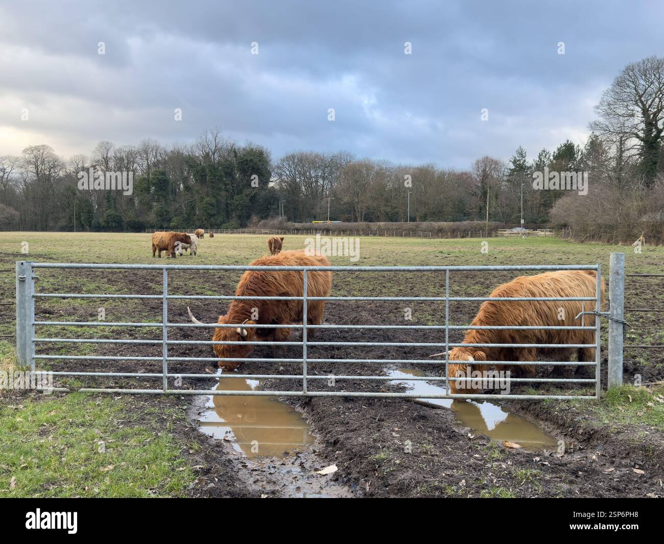 Highland in Croxteth England Großbritannien. Februar 2025 - Smartphone-aufgenommenes Stockfoto