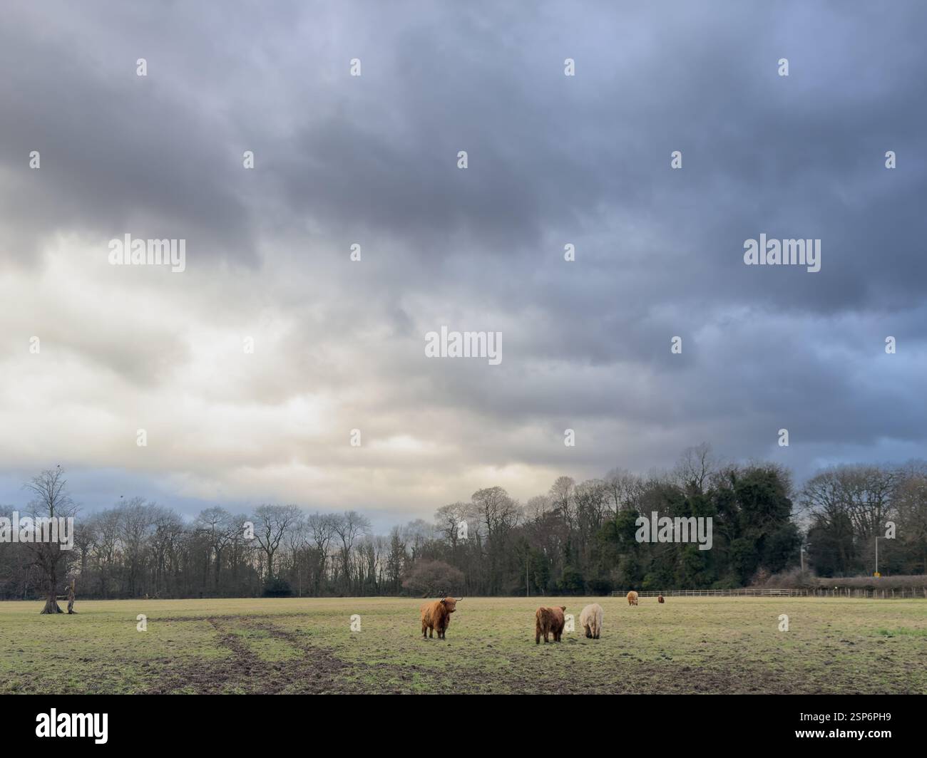 Highland in Croxteth England Großbritannien. Februar 2025 - Smartphone-aufgenommenes Stockfoto