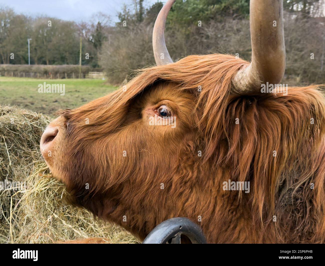 Hochlandrinder essen Stroh in Croxteth England Großbritannien. Februar 2025 - Smartphone-aufgenommenes Stockfoto