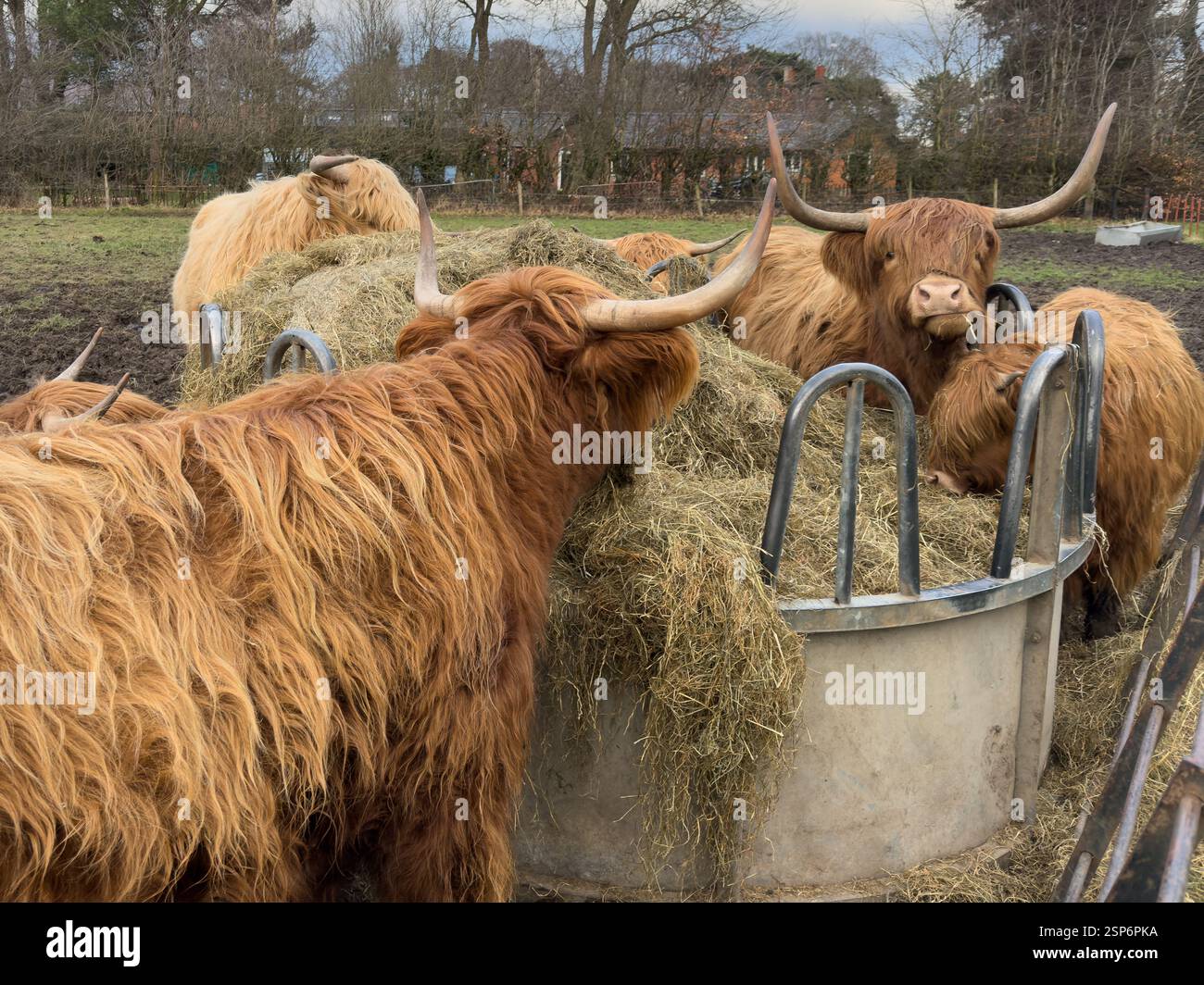 Hochlandrinder essen Stroh in Croxteth England Großbritannien. Februar 2025 - Smartphone-aufgenommenes Stockfoto