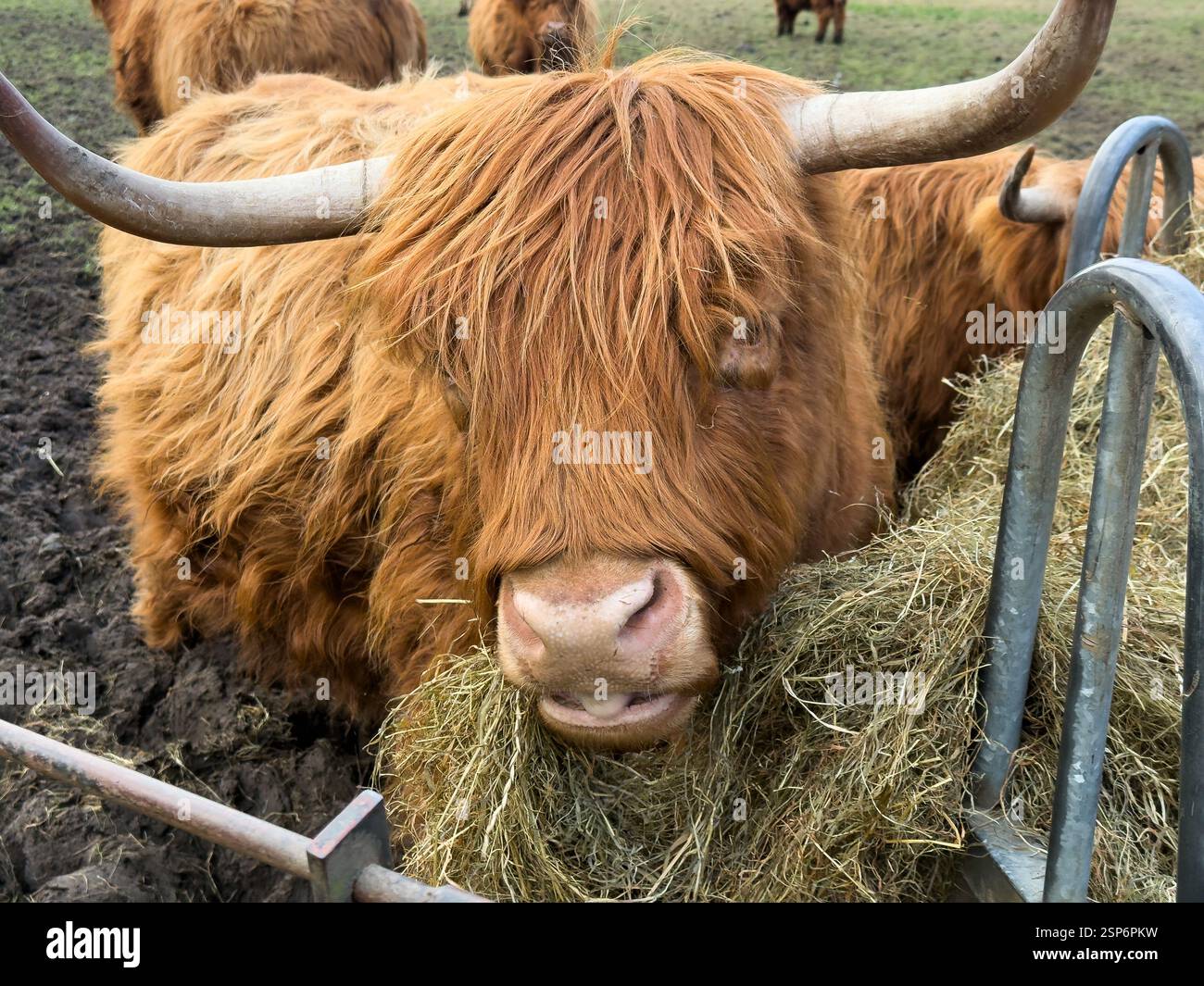 Hochlandrinder essen Stroh in Croxteth England Großbritannien. Februar 2025 - Smartphone-aufgenommenes Stockfoto