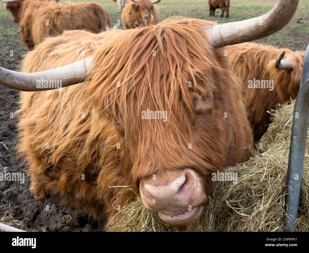 Hochlandrinder essen Stroh in Croxteth England Großbritannien. Februar 2025 - Smartphone-aufgenommenes Stockfoto