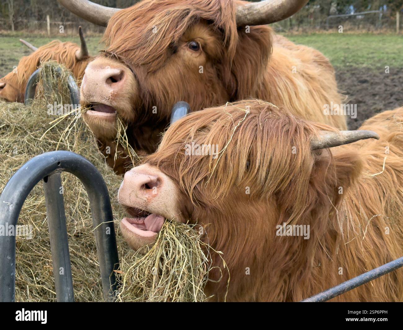 Hochlandrinder essen Stroh in Croxteth England Großbritannien. Februar 2025 - Smartphone-aufgenommenes Stockfoto