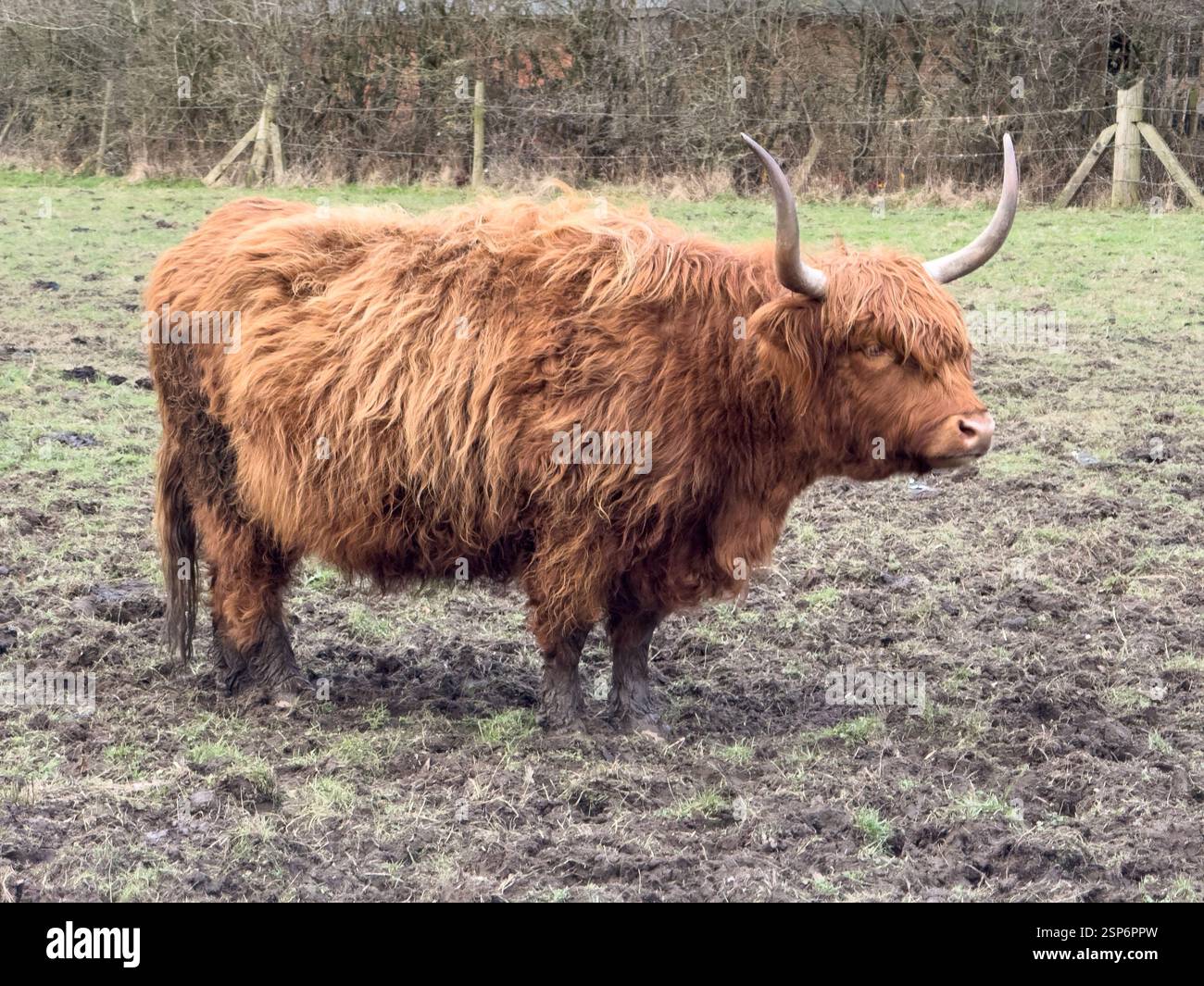 Hochlandrinder essen Stroh in Croxteth England Großbritannien. Februar 2025 - Smartphone-aufgenommenes Stockfoto