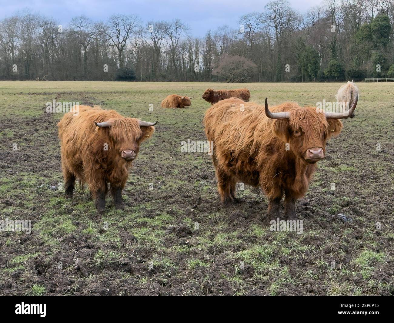 Highland in Croxteth England Großbritannien. Februar 2025 - Smartphone-aufgenommenes Stockfoto