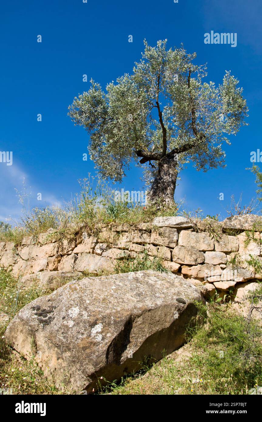 Olivenbaum über einer Trockenmauer oder pedra seca in einem Olivenhain im Frühjahr, Calaceite, Region Matarranya, Teruel, Gemeinde Aragon, Spanien Stockfoto