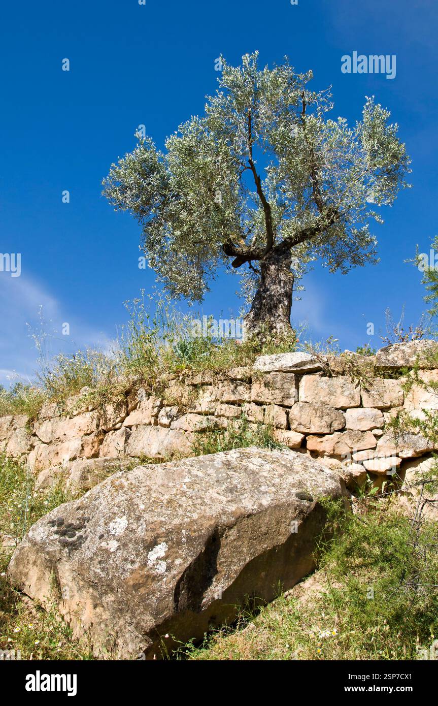 Olivenbaum über einer Trockenmauer oder pedra seca in einem Olivenhain im Frühjahr, Calaceite, Region Matarranya, Teruel, Gemeinde Aragon, Spanien Stockfoto