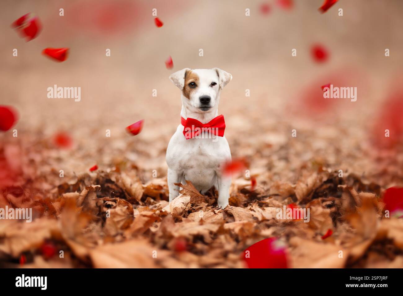 Porträt von Jack Russel mit roter Fliege zum Valentinstag. Stockfoto