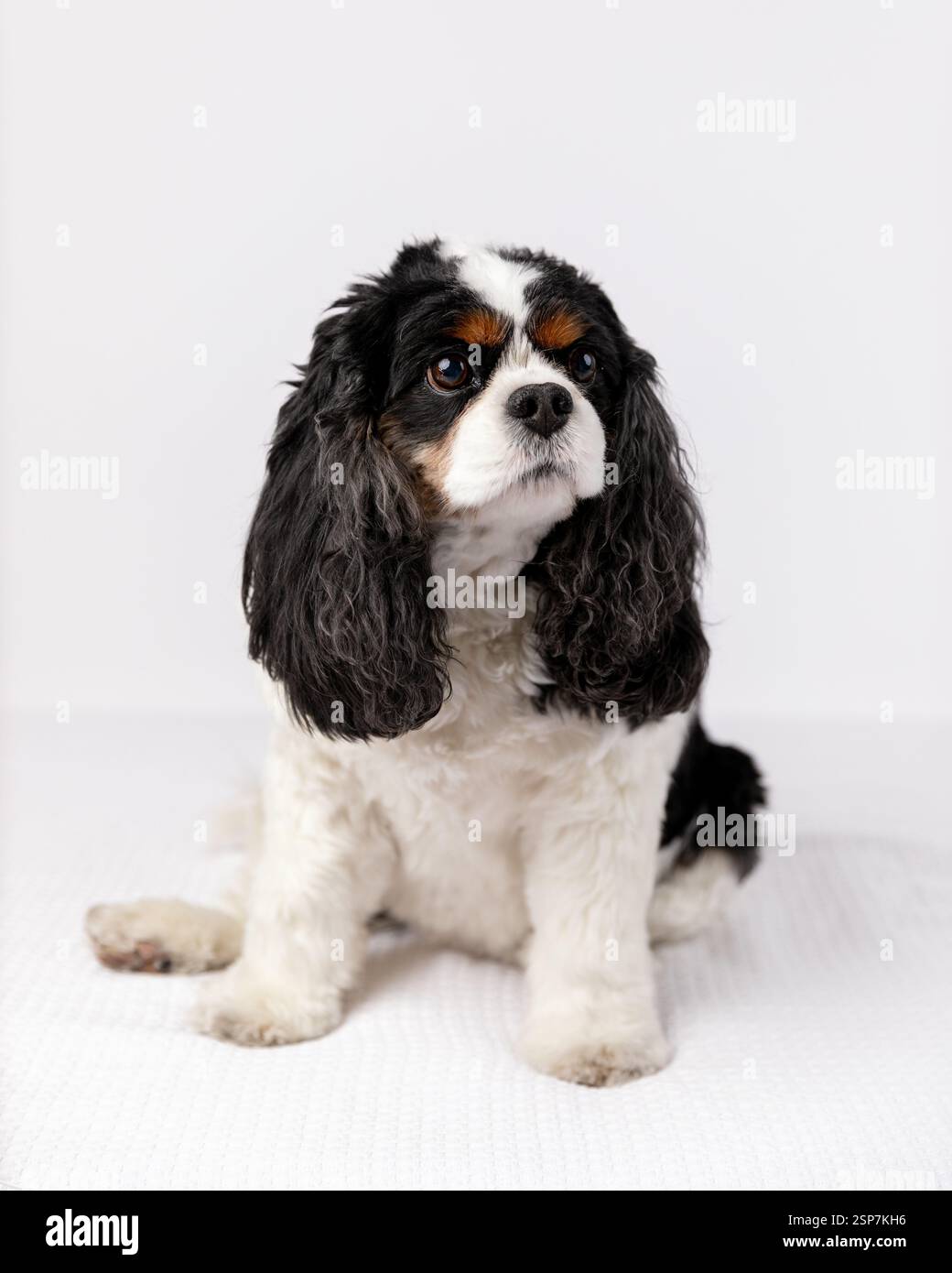 Cavalier King Charles Spaniel Hund sitzt wieder in einem Studio Stockfoto