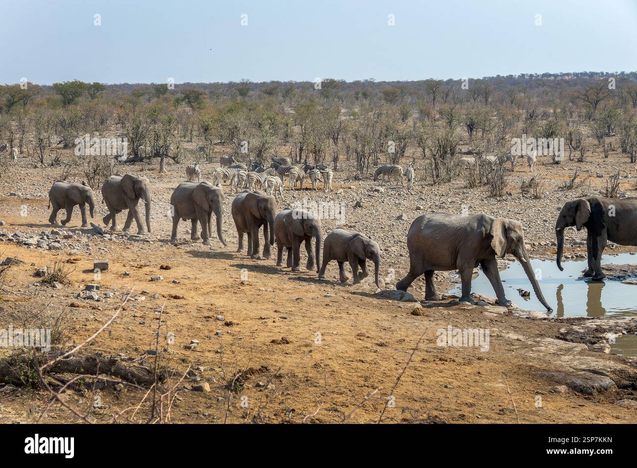 Elefantenherde in Folge, Ankunft am Wasserloch im Etosha-Nationalpark, Wildtiersafari und Pirschfahrt in Namibia, Afrika Stockfoto
