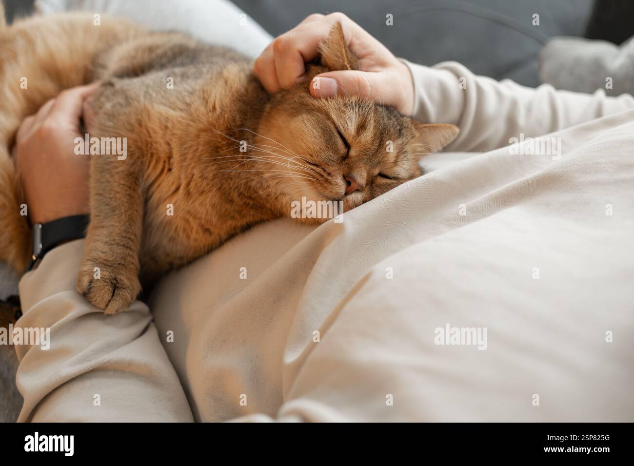 Nahaufnahme der Golden Chinchilla Katze, die glücklich auf der Brust des Mannes schläft Stockfoto