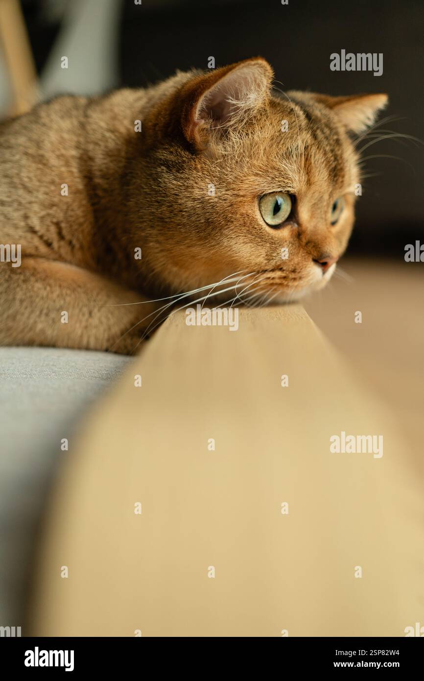 Seitliches Porträt einer Golden Chinchilla Katze, die neugierig wegschaut Stockfoto