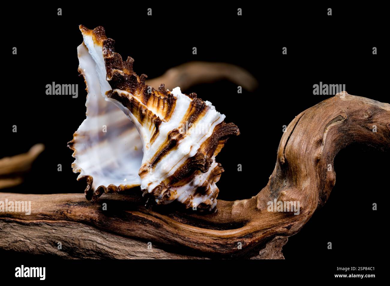 Endivie Murex-Shell auf schwarzem Hintergrund aus Treibholz Stockfoto