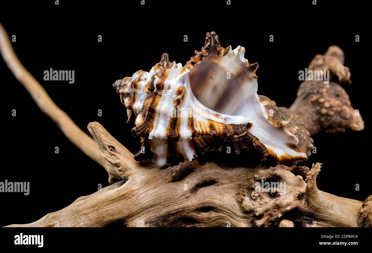 Endivie Murex-Shell auf schwarzem Hintergrund aus Treibholz Stockfoto