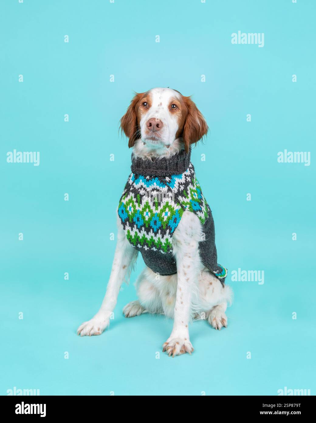 Brittany Spaniel im Pullover im Studio sitzend, türkisfarbener Hinterkopf Stockfoto