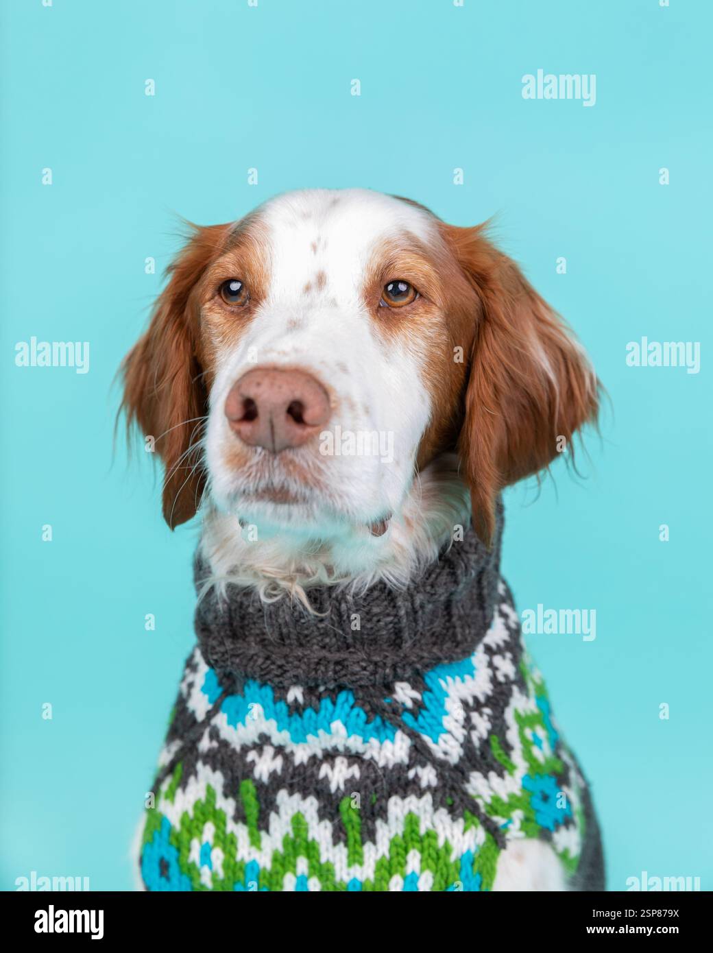 Brittany Spaniel im Pullover im Studio sitzend, türkisfarbener Hinterkopf Stockfoto