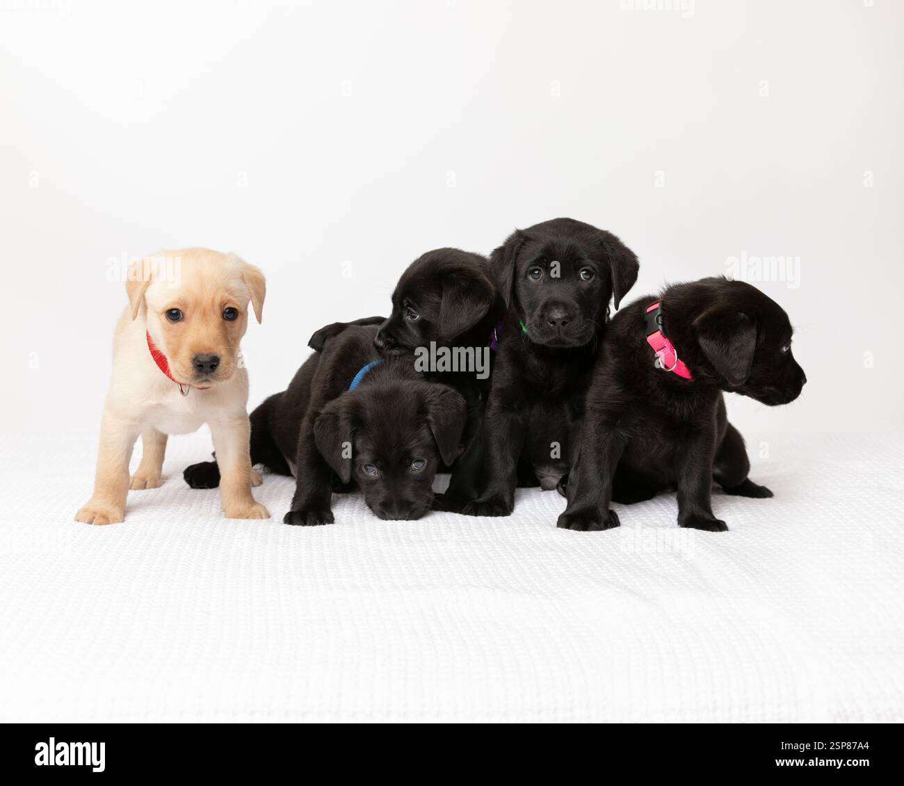 Fünf labrador-Retriever-Welpen im Studio mit weißem Hintergrund Stockfoto