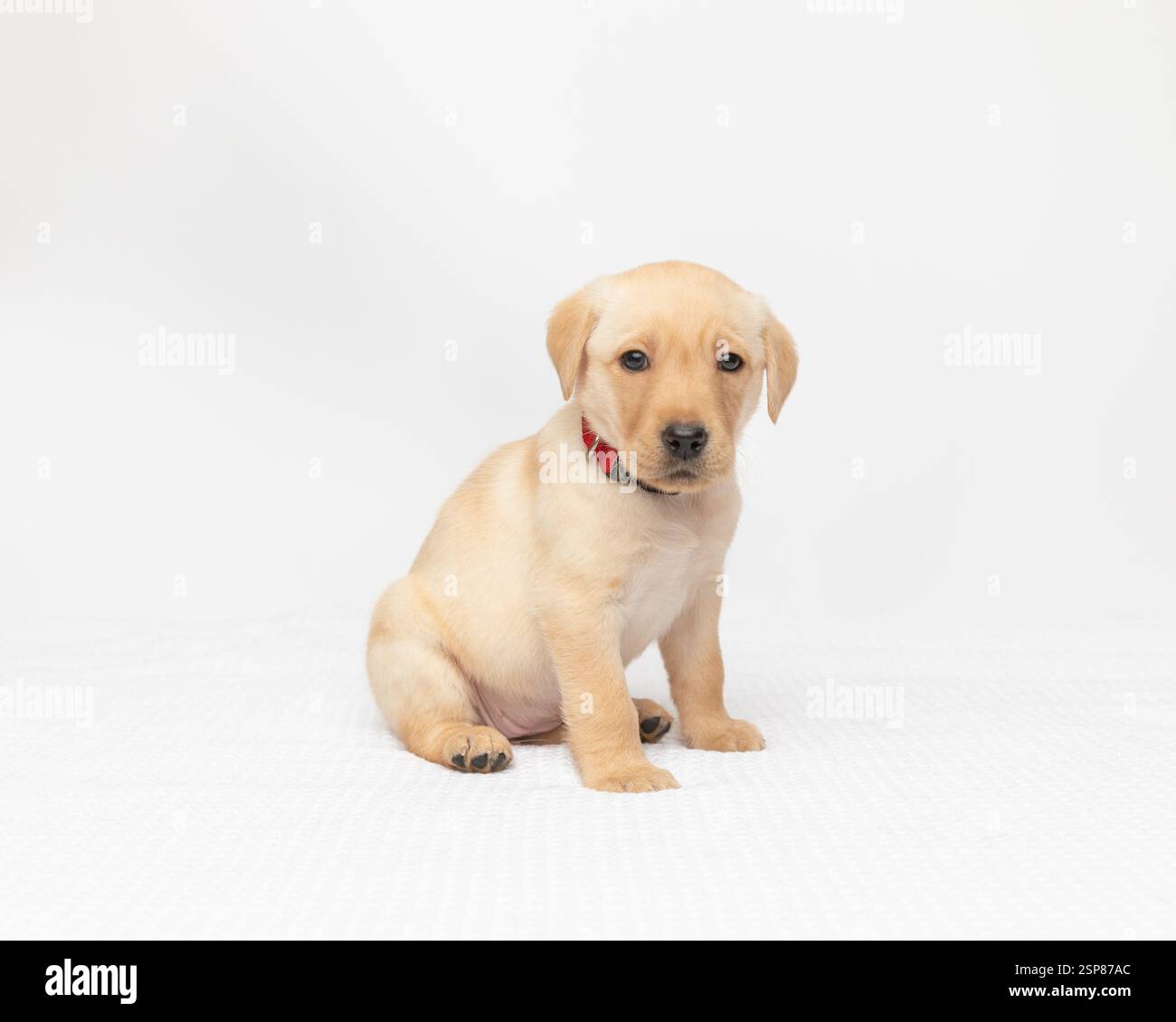 Creme labrador Retriever Welpe im Studio mit weißem Hintergrund Stockfoto