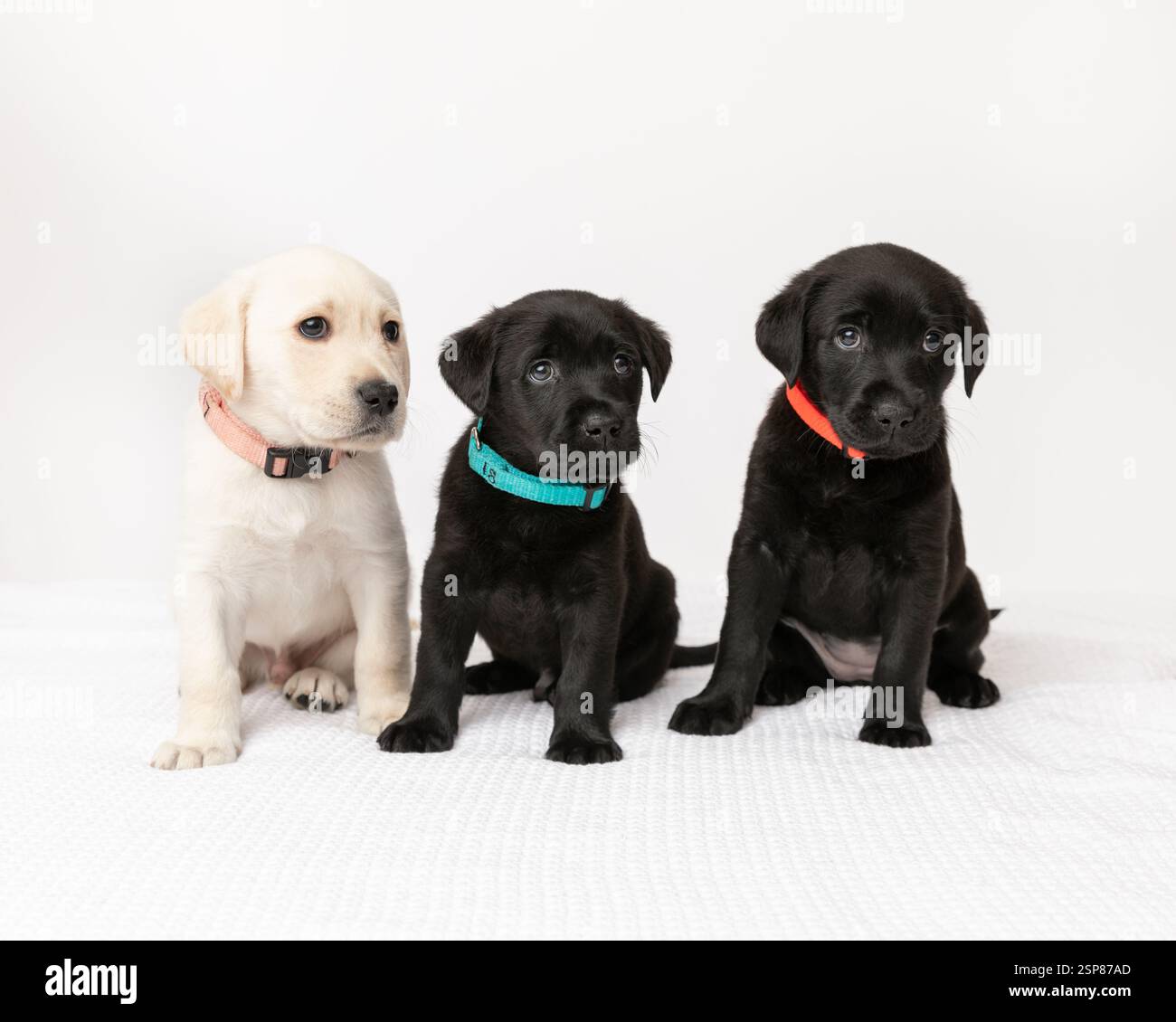 Drei labrador Retriever Welpen im Studio mit weißem Hintergrund Stockfoto