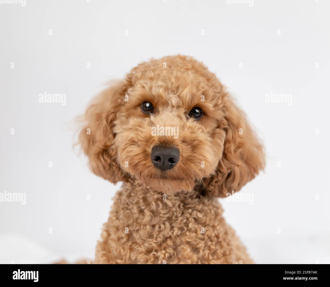 Braunes Goldendoodle im Studio mit weißem Hintergrund Stockfoto