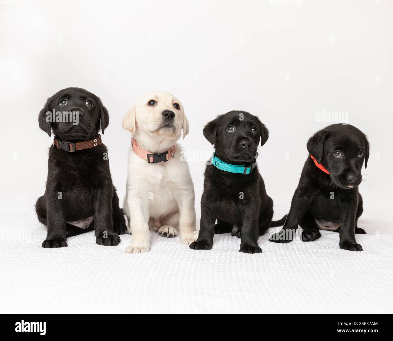 Vier labrador Retriever Welpen im Studio mit weißem Hintergrund Stockfoto