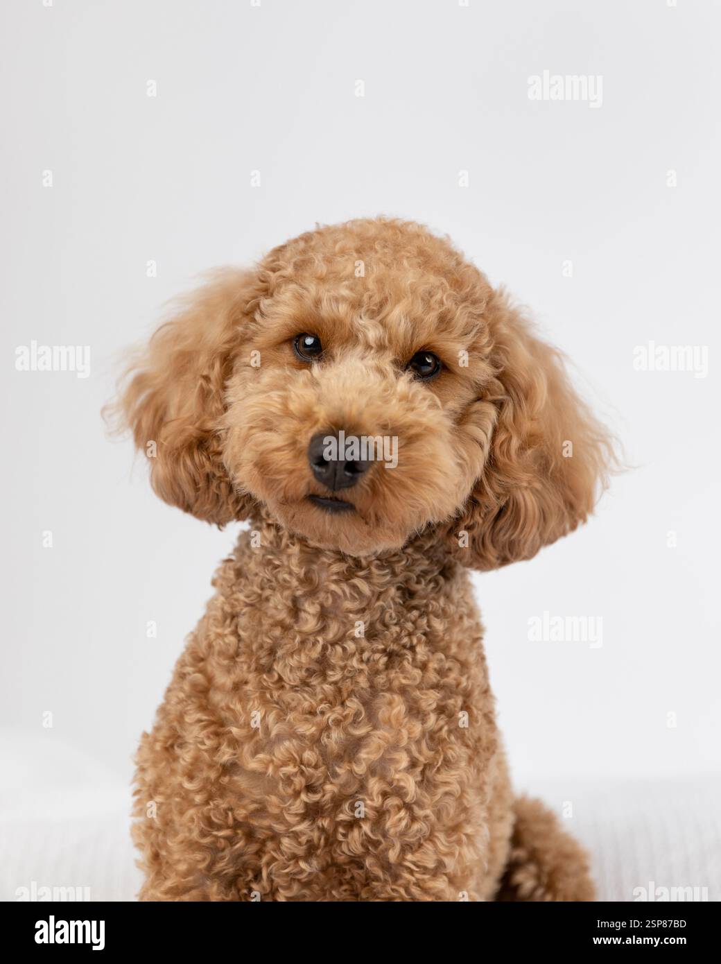 Braunes Goldendoodle im Studio mit weißem Hintergrund Stockfoto