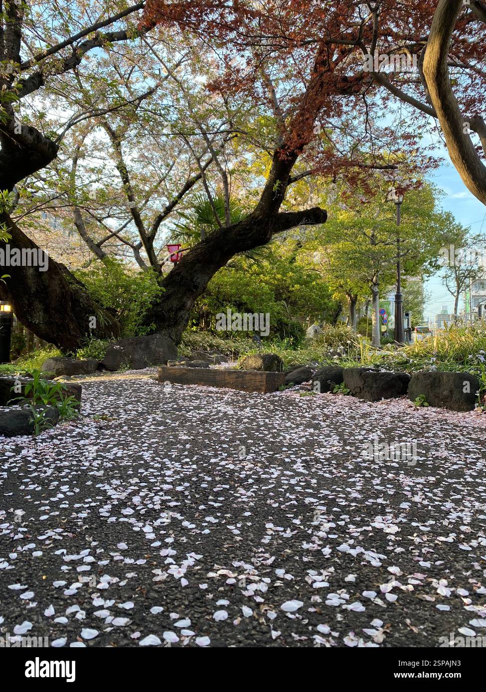 Kirschblüten fallen zu Boden. Stockfoto