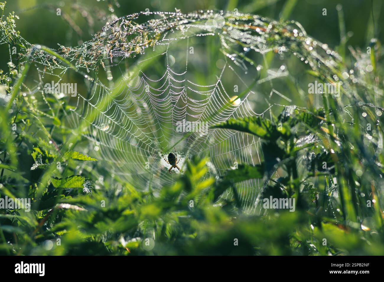 Spinnennetz bedeckt mit Tautropfen Stockfoto