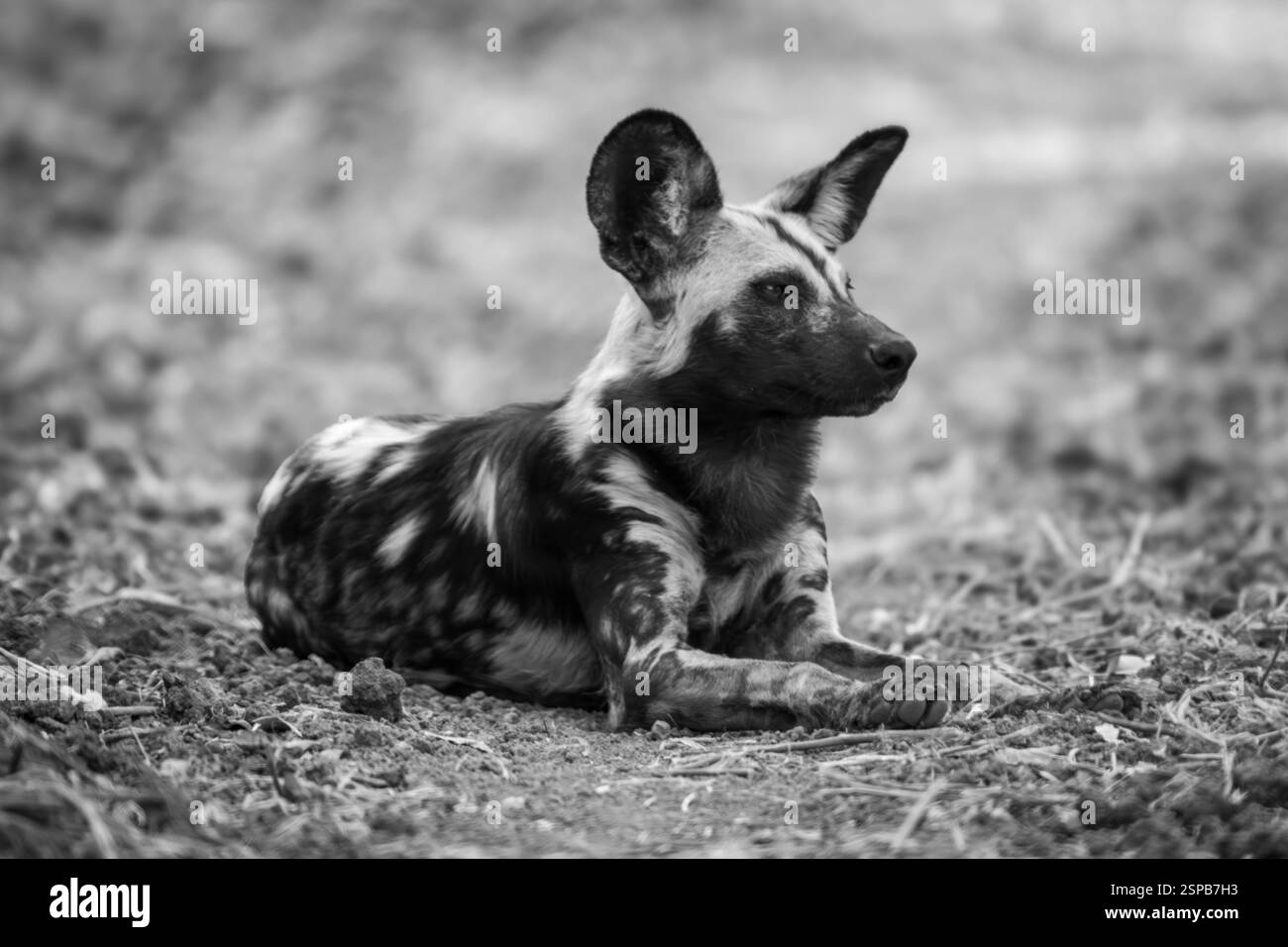 Ein afrikanischer Wildhund liegt mit Ohren Stockfoto