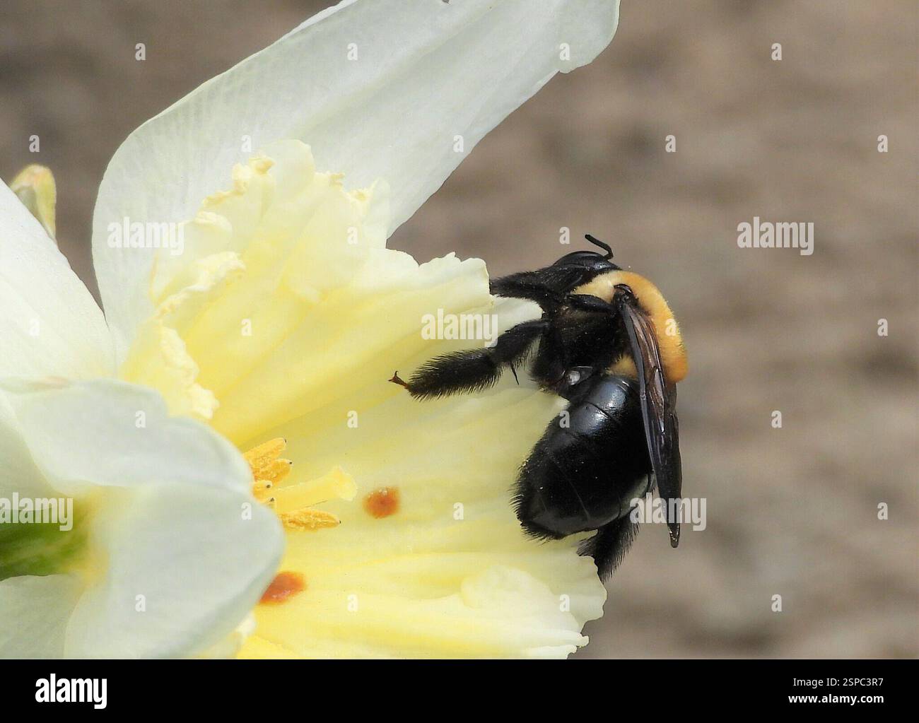 Eastern Carpenter Bee (Xylocopa virginica), Insecta, 3 Broad ln, Teeterville, ON N0E 1S0, Kanada Stockfoto