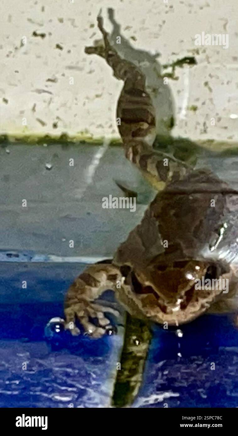 Pazifischer Chorfrosch (Pseudacris regilla), Amphibia, Kalifornien, USA, ein Freund schickte mir ein Foto von einem Frosch, den sie in ihrem Brunnen fand. Sie sagte, es sei unglaublich laut für so einen kleinen Frosch. Foto: A. Holberg. Pacific Chorus Frog (Pseudacris regilla) Amphibiaweb: https://amphibiaweb.org/cgi/amphib query?where-scientific name=Pseudacris+regilla&rel-scientific name=contains&include synonymies=Yes 'Pacific Chorus Frog ist ein kleiner Frosch, etwa 3/4 bis 2 Zoll, der erweiterte Zehenscheiben und einen schwarzen Augenstreifen hat (Stebbins 1985). Der Streifen verläuft von der Schnauzenspitze posterior durch das Auge bis t Stockfoto