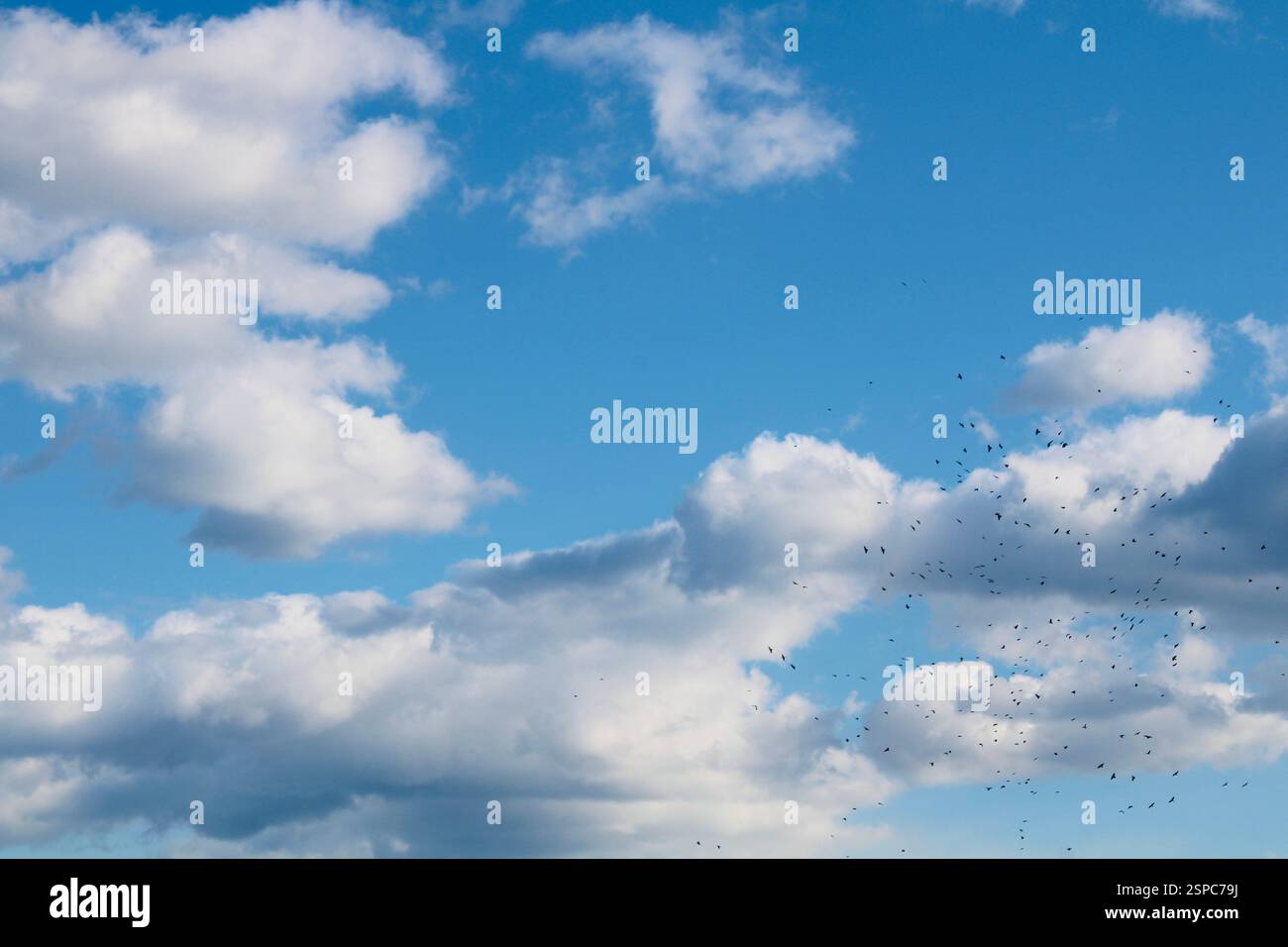 Ein riesiger blauer Himmel mit schwebenden weißen Wolken und in der rechten unteren Ecke eine ferne Vogelschar… Eine visuelle Darstellung von Freiheit und Gelassenheit. Stockfoto