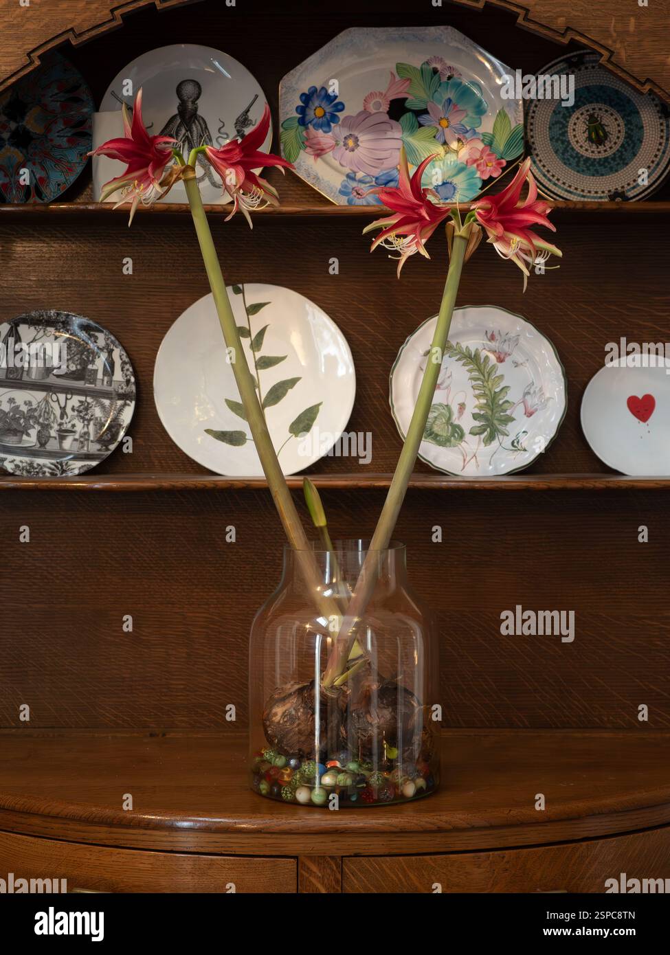 Hippeatsrum- oder amaryllis-Quito-Zwiebeln wachsen auf Marmor in einer Glocke in einem englischen Landhaus mit antiken Möbeln und Stildekor Stockfoto