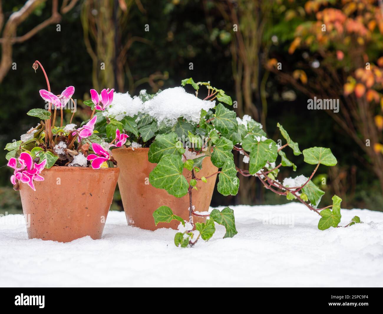 Cyclamen und Efeupflanzen in Terrakottatöpfen auf einem schneebedeckten Tisch in einem Wintergarten in Großbritannien Stockfoto