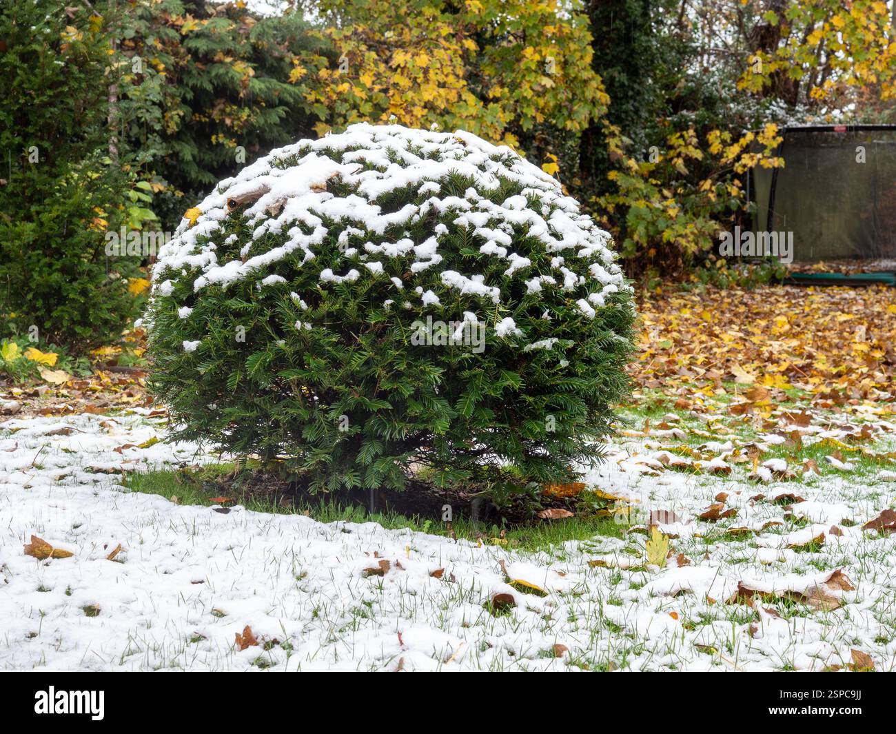 Kugeleibenkugel (Taxus baccata) auf einem Gartenrasen im Winter, bedeckt mit leichtem Schneefall und verstreuten Herbstblättern Stockfoto