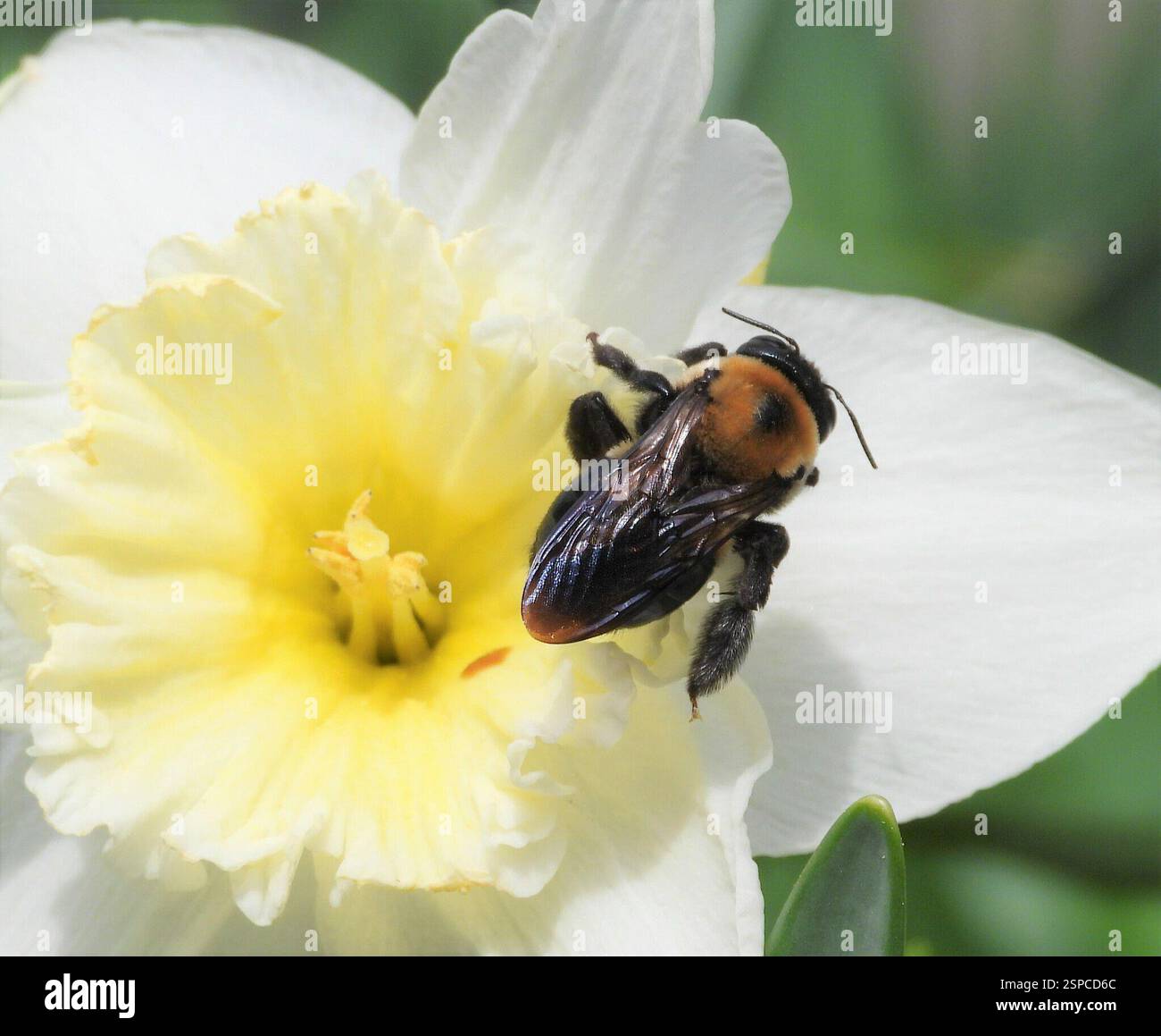 Eastern Carpenter Bee (Xylocopa virginica), Insecta, 3 Broad ln, Teeterville, ON N0E 1S0, Kanada Stockfoto