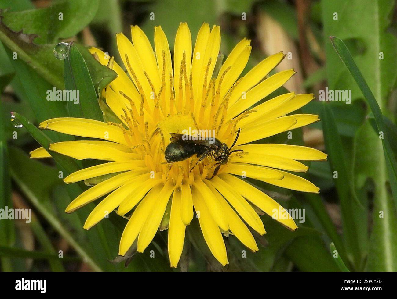 Kleine Zimmermannsbienen (Ceratina), Insecta, 3 Broad ln, Teeterville, AUF N0E 1S0, Kanada, Biene auf Löwenzahn Blume. Stockfoto