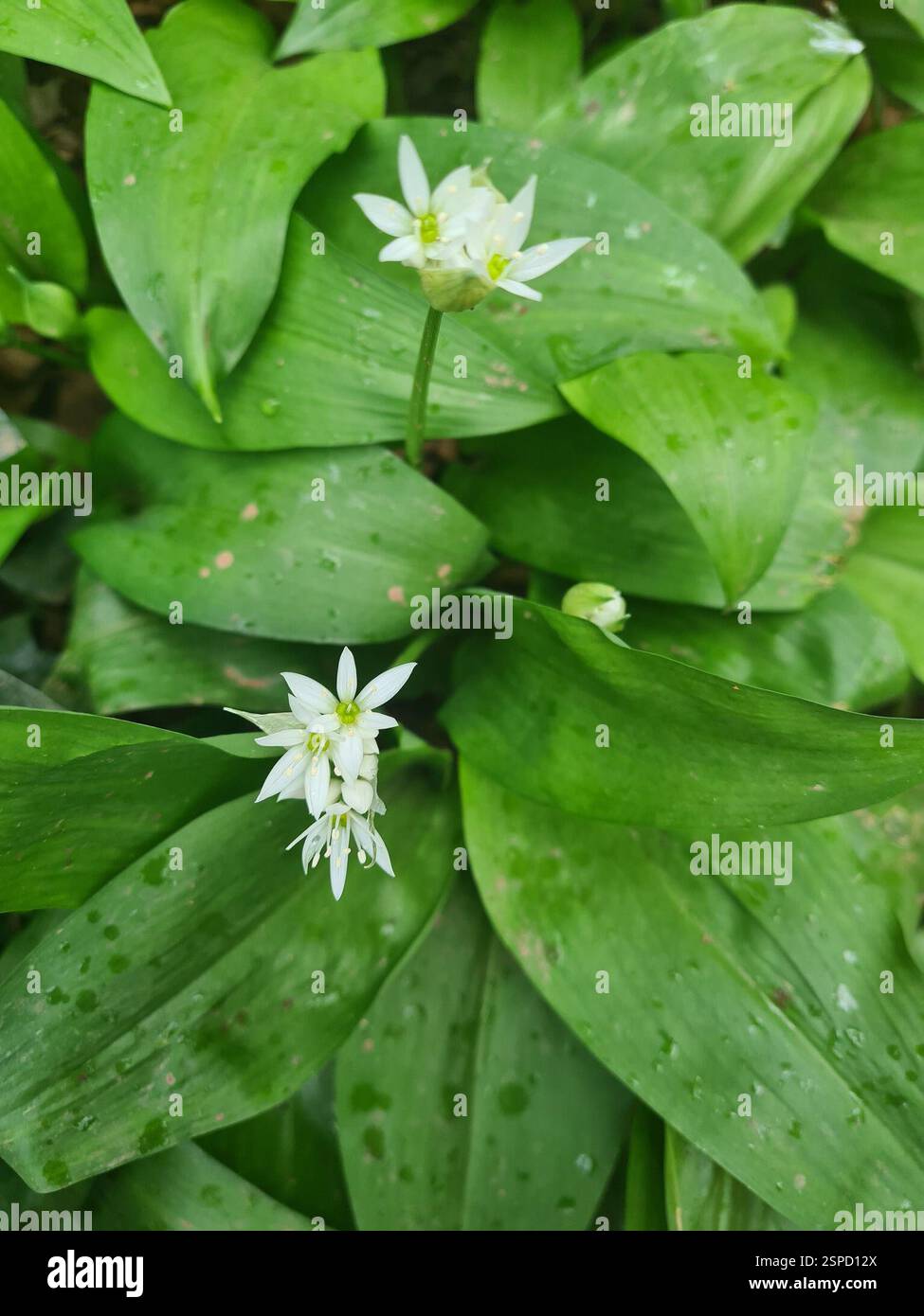 Ramsons (Allium ursinum), Plantae, Churston Ferrers, Brixham TQ5 0LF, Großbritannien Stockfoto