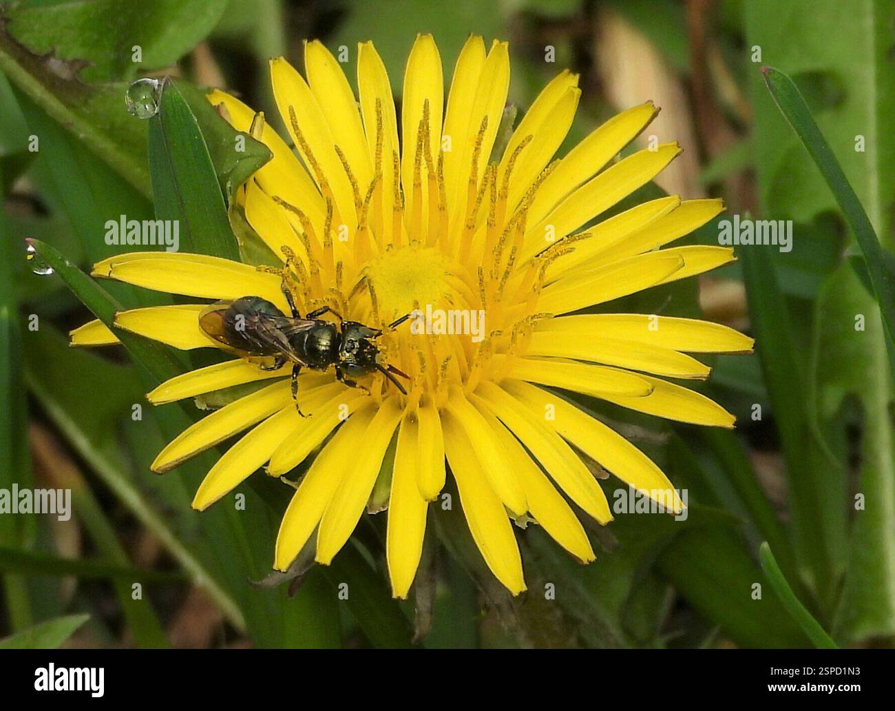Kleine Zimmermannsbienen (Ceratina), Insecta, 3 Broad ln, Teeterville, AUF N0E 1S0, Kanada, Biene auf Löwenzahn Blume. Stockfoto