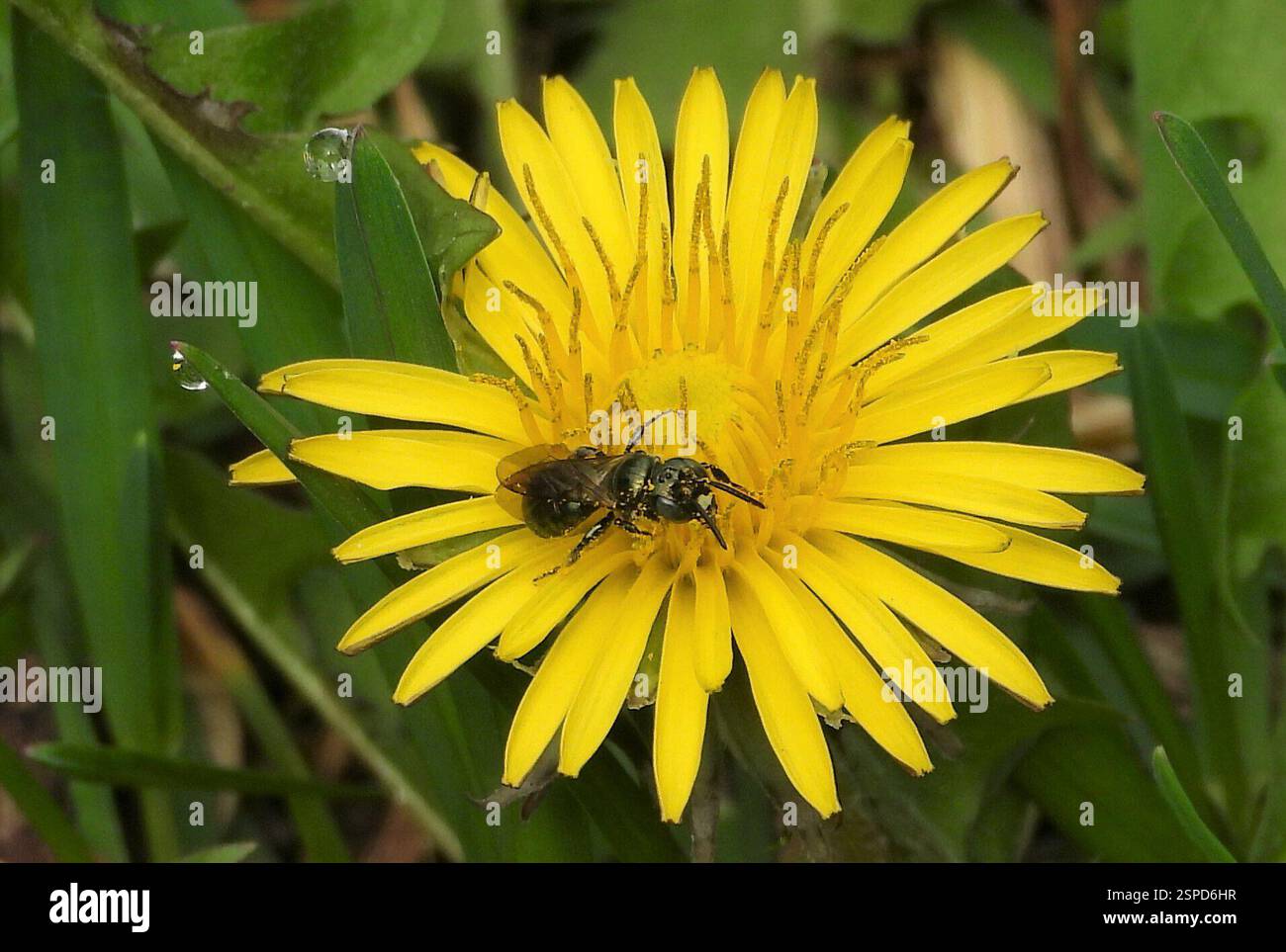 Kleine Zimmermannsbienen (Ceratina), Insecta, 3 Broad ln, Teeterville, AUF N0E 1S0, Kanada, Biene auf Löwenzahn Blume. Stockfoto