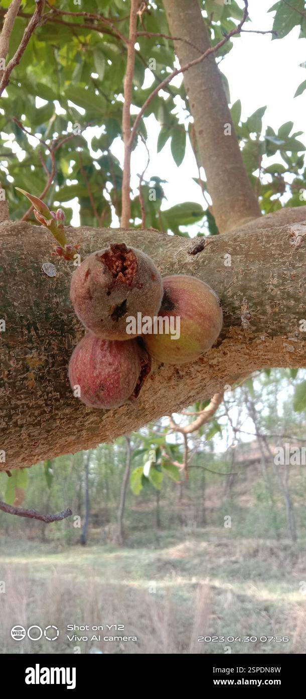 Feigen (Ficus), Plantae, Ahmednagar, Maharashtra, Indien, Ficus ist eine pantropische Gattung von Bäumen, Sträuchern und Reben, die eine Vielzahl von ökologischen Nischen einnehmen; die meisten sind immergrün, aber einige Laubarten kommen in Gebieten außerhalb der Tropen und in höheren Lagen vor.[4] Feigenarten zeichnen sich durch ihre einzigartige Blütenstände und das charakteristische Bestäubungssyndrom aus, bei dem Wespenarten der Familie der Agaonidae zur Bestäubung verwendet werden. Die spezifische Identifizierung vieler Arten kann schwierig sein, aber Mitglieder der Gattung Ficus sind relativ leicht zu erkennen. Viele haben ein Zimmer aus der Luft Stockfoto