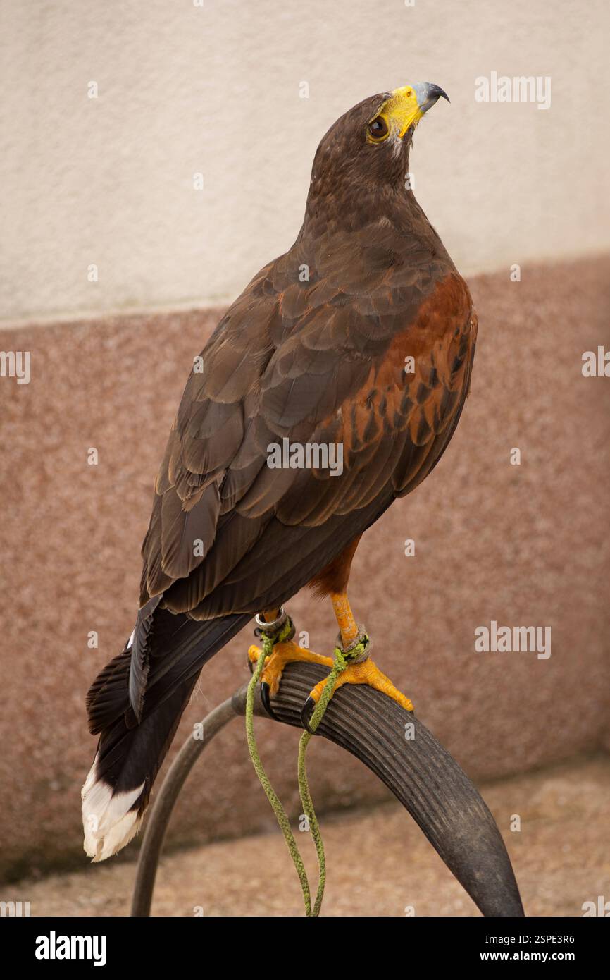 Europäischer brauner Falke, Falknerei, Porträt Stockfoto