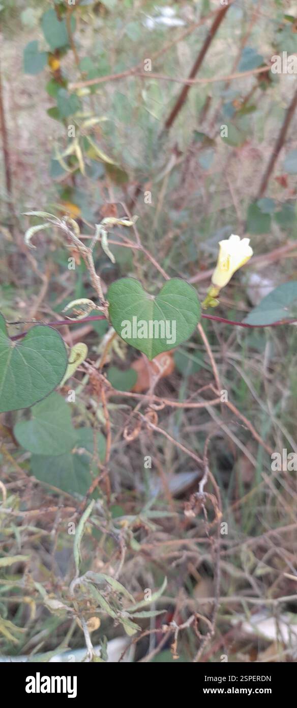 Obscure Morning Glory (Ipomoea obscura), Plantae, SMV Layout, Bengaluru, Karnataka, Indien Stockfoto