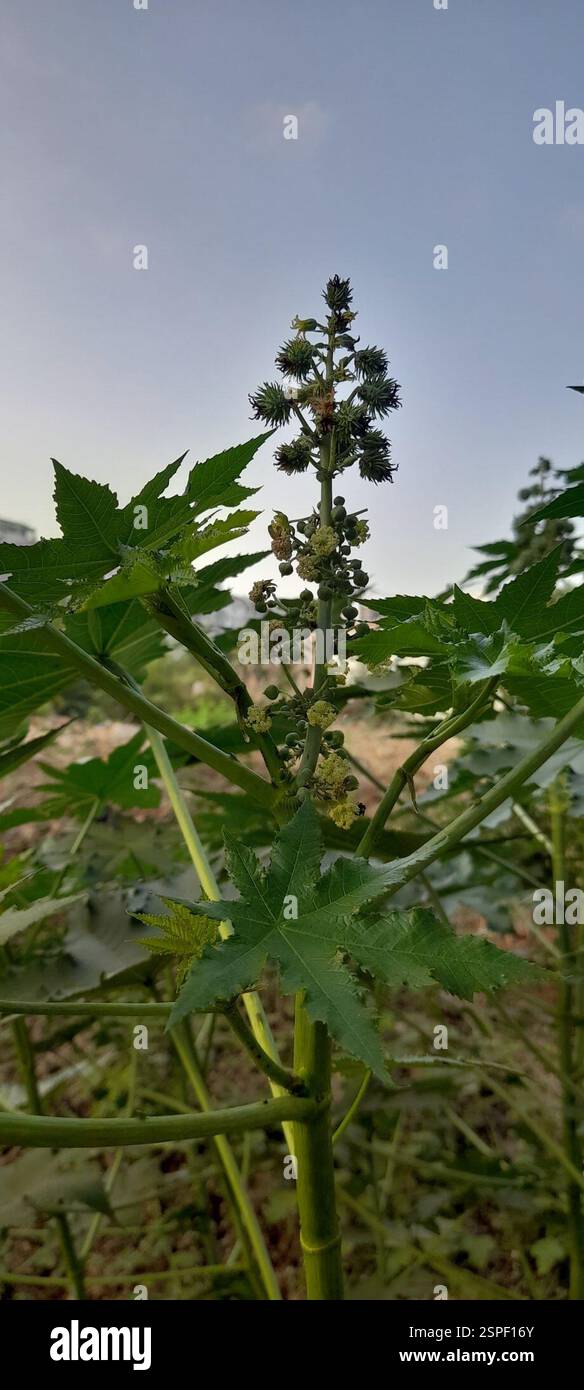 Rizinusbohne (Ricinus communis), Plantae, SMV Layout, Bengaluru, Karnataka, Indien Stockfoto